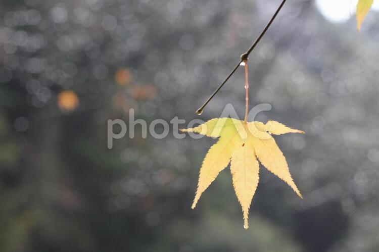 雨の日の色づいた秋のもみじ もみじ,紅葉,黄色の写真素材