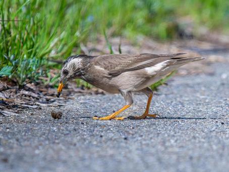 カタツムリを食べるムクドリ カタツムリを食べるムクドリの写真