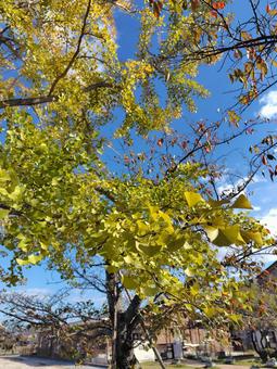 イチョウ 秋,銀杏,自然の写真素材