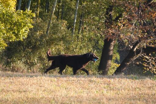 朝日を浴びて走り抜ける 犬,大型犬,レトリーバーの写真素材