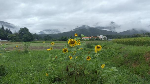 向日葵と山の風景 向日葵と山の風景の写真
