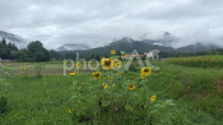 向日葵と山の風景 向日葵,ひまわり,ヒマワリの写真素材