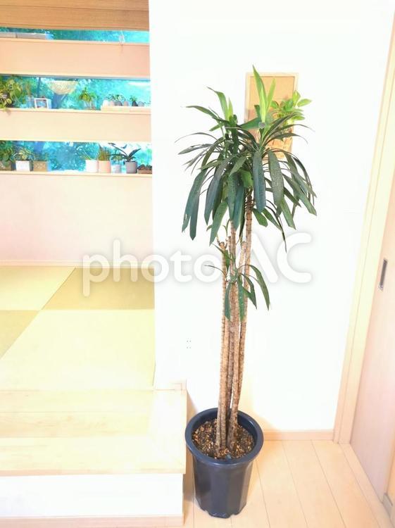 大型観葉植物　ストリクタ　10号鉢 大型観葉植物,観葉植物,ストリクタの写真素材