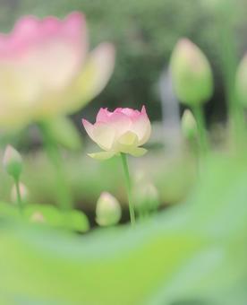 蓮 蓮 蓮,ハス,梅雨の写真素材