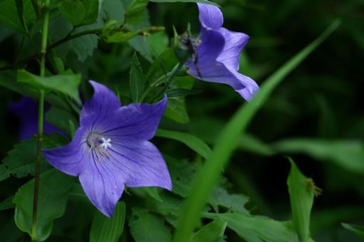 Photo, campanulaceae, flower, bellflower family, 
