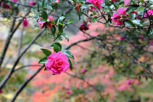 モミジの紅葉を背景にしたサザンカの花 サザンカ,モミジ,神戸市立森林植物園の写真素材