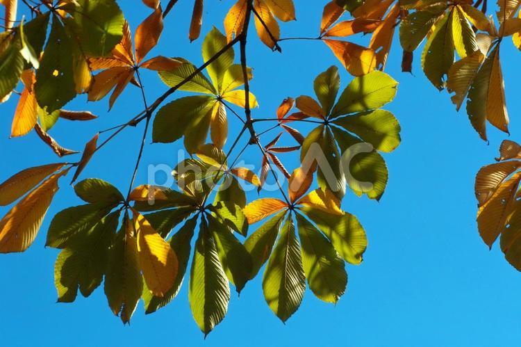 トチの葉の紅葉（長野県） トチ,葉,紅葉の写真素材