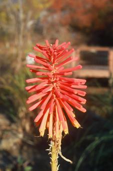 オオトリトマ オオトリトマの写真