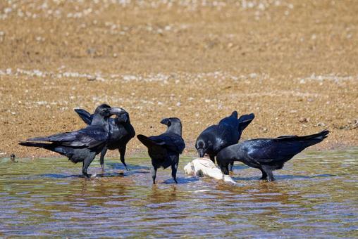 魚の死骸を食べるお掃除屋のハシブトガラス ハシブトガラス,嘴太烏,カラスの写真素材