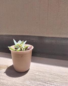 観葉植物 観葉植物の写真