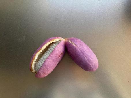 アケビ 日本の山野草,懐かしい,秋の写真素材