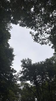 森の空1 森の空1の写真