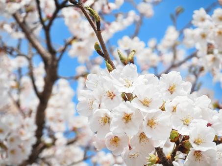 桜12 桜12の写真