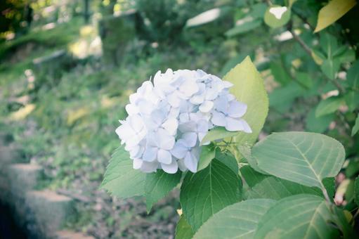 レトロな雰囲気のあじさいの花 レトロな雰囲気のあじさいの花の写真