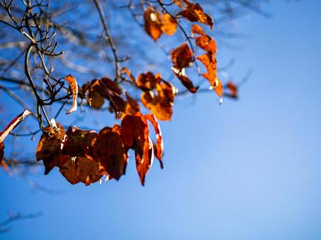 秋晴れと紅葉したブナの写真