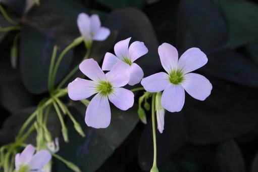 Photo, oxalis, a flower, bulbous plant, 