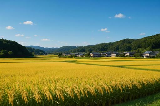 青空の下に広がる実りの田園風景の写真
