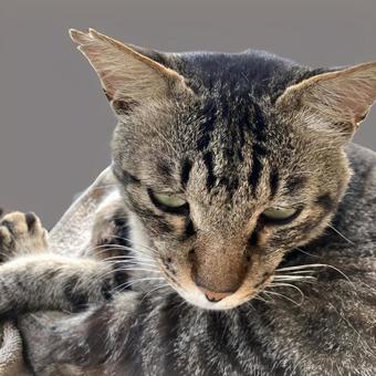 野良猫13の写真