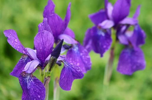 4月下旬の庭の雨上がりのハナショウブの花 4月下旬の庭の雨上がりのハナショウブの花の写真