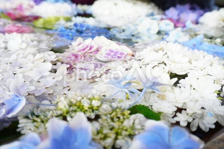水に浮かぶアジサイの花々 紫陽花,花手水,水の写真素材
