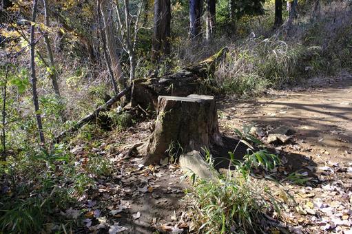 山中の切り株 切り株,道,山道の写真素材