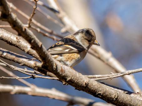枝にとまるアトリ 枝にとまるアトリ アトリ,獦子鳥,花鶏の写真素材