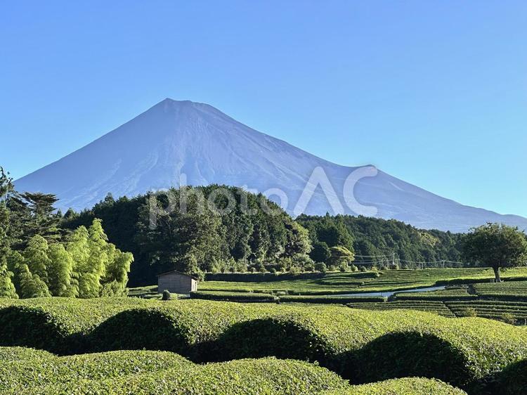 夏のお茶畑と富士山 富士山,茶畑,お茶の写真素材