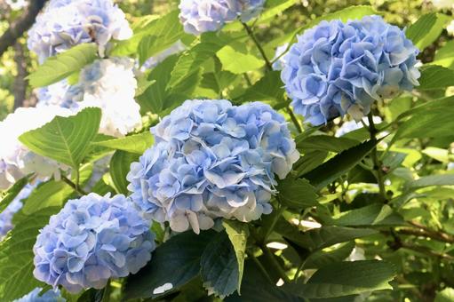 紫陽花 5 紫陽花 5の写真