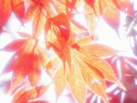 背景に合うハイキーな 背景に合うハイキーなの写真