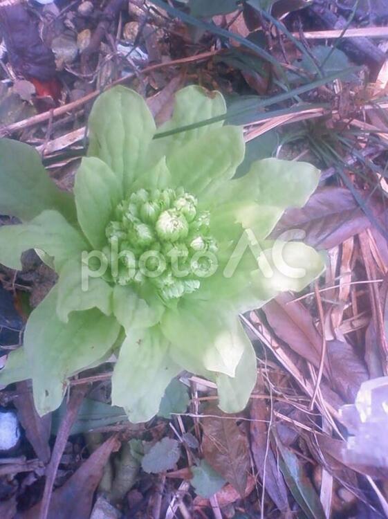 ふきのとう➉ ふきのとう,春,野草の写真素材