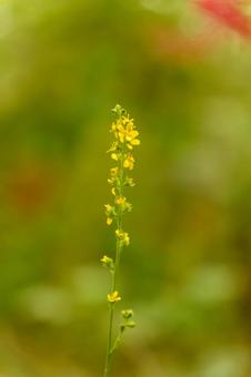 秋の野に咲くキンミズヒキの花 秋の野に咲くキンミズヒキの花の写真