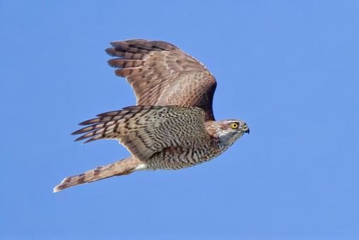 秋晴れを悠然と飛ぶハイタカ幼鳥のメス ハイタカ,鷂,タカの写真素材