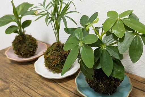 3つ並んだ苔玉(観葉植物)_03 苔玉,苔,和の写真素材