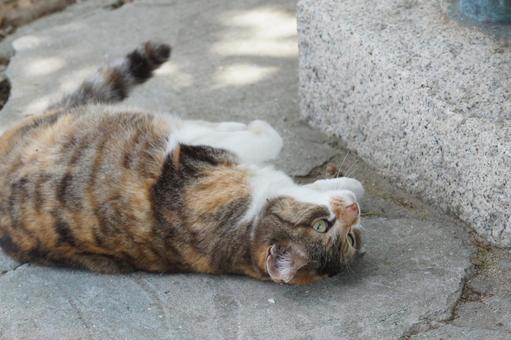 ねこ ねこの写真