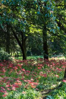 大分県　七ツ森古墳群の彼岸花 ヒガンバナ,ひがんばな,自然の写真素材