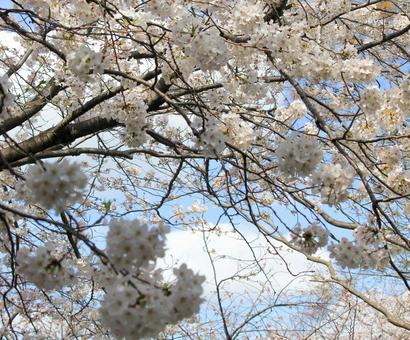 春 散歩道の満開の桜 春 散歩道の満開の桜の写真