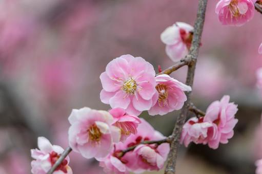 柔らかな光に包まれた紅梅の花 紅梅,梅,花の写真素材