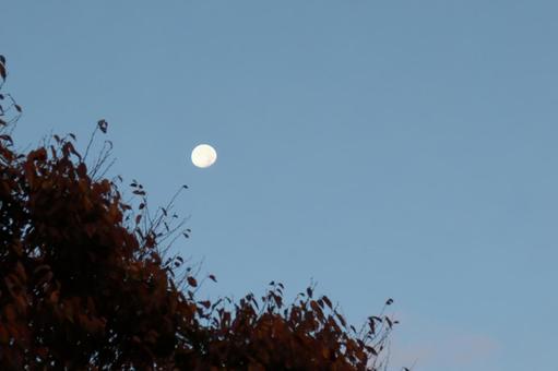 月 月,夜明け,明るいの写真素材