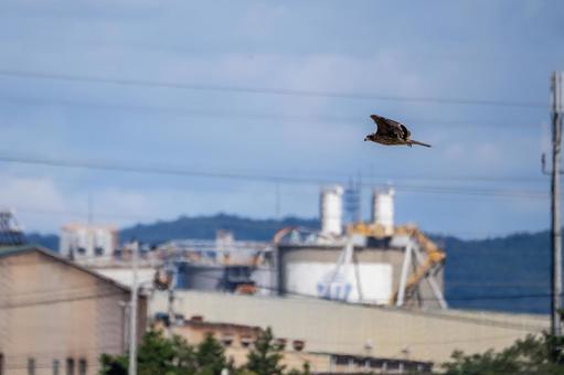 トビ⑾ トビ,トンビ,鳥類の写真素材