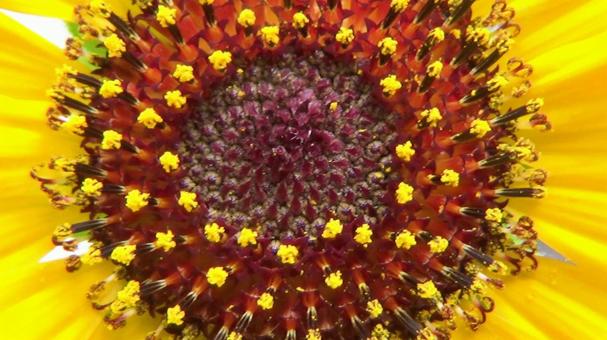 ひまわりの花中心の写真