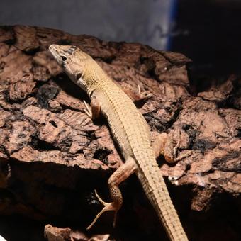 二ホンカナヘビの写真