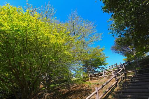 新緑と階段 新緑と階段の写真