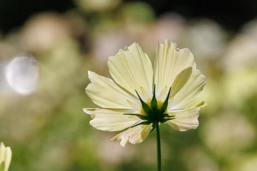 Light yellow cosmos in full bloom, JPG