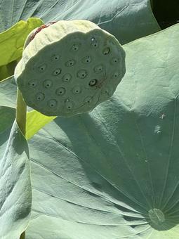 Photo, lotus, lotus flower, ancient lotus no sato, 