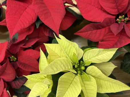 ポインセチア クリスマス,ポインセチア,12月の写真素材