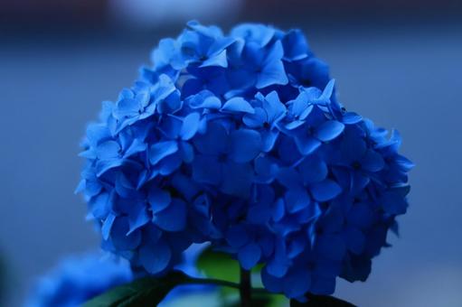 A blurred shot of a hydrangea with its vibrant blue color, hydrangea, hydrangea, flower, JPG