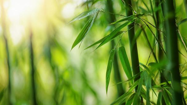 日本の風景：穏やかな竹林の息吹の写真
