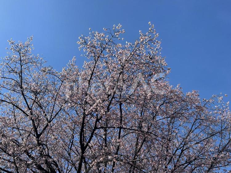 安行桜2 桜,さくら,安行桜の写真素材