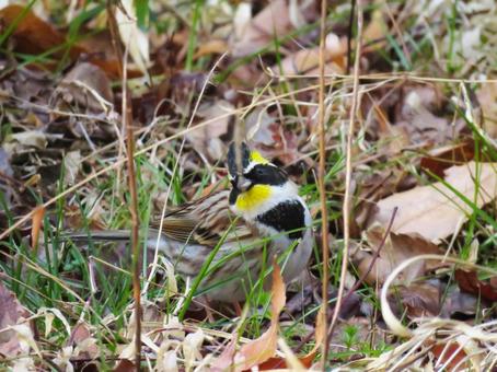 Photo, yellow-throated bunting, yellow-throated bunting (emberiza elegans), wild bird, 
