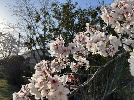 桜 桜 春,フラワー,flowerの写真素材